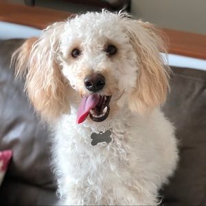 Meet your Posher, Liz